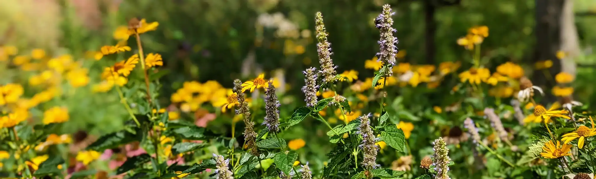 Butterfly Garden